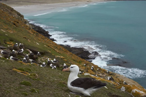 Μαύρη Αποικία Albatross Thalassarche Melanophrys Στα Βράχια Του Νησιού Saunders — Φωτογραφία Αρχείου