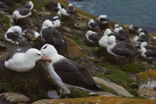 Colonia Albatros Cejas Negras Thalassarche Melanophrys Los Acantilados Isla Saunders —  Fotos de Stock