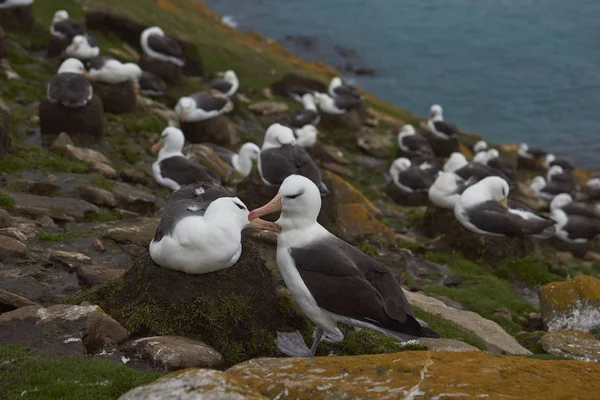 Colonia Albatros Cejas Negras Thalassarche Melanophrys Los Acantilados Isla Saunders —  Fotos de Stock