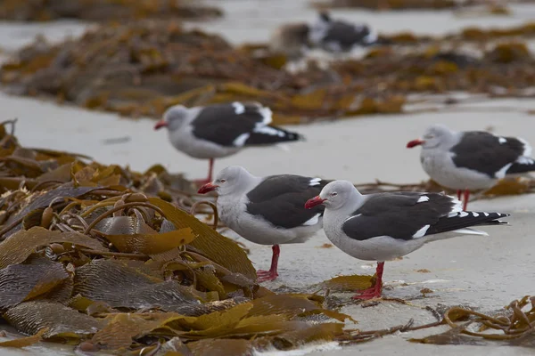 Delfinsirályok Csoportja Leucophaeus Scoresbii Falkland Szigeteki Saunders Sziget Hínárral Szórt — Stock Fotó