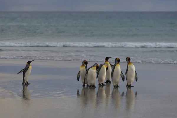 Grupo Pingüinos Rey Aptenodytes Patagonicus Playa Neck Saunders Island Las —  Fotos de Stock