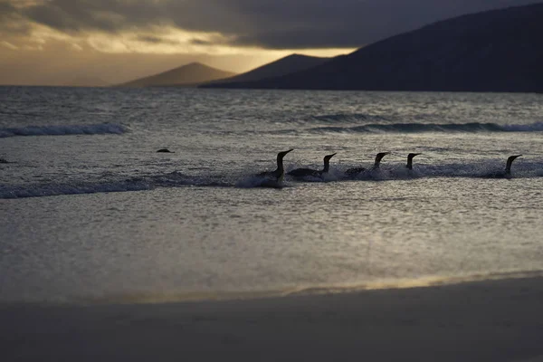 Group King Penguins Aptenodytes Patagonicus Returning Land Dawn Breaks Beach — Stock Photo, Image