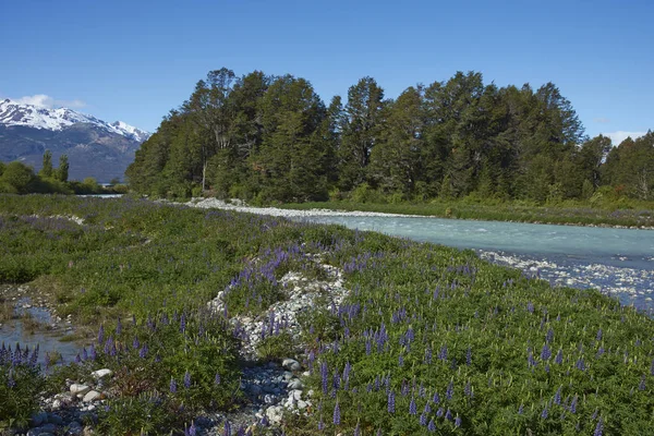 Printemps Patagonie Lupins Fleurissant Sur Les Rives Canal Rio Long — Photo