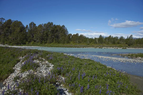 Primavera Patagonia Lupini Fiore Sulle Rive Del Rio Canal Lungo — Foto Stock