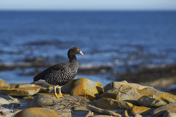 Female Kelp Goose Chloephaga Hybrida Malvinarum Rocky Coast Sea Lion — Stock Photo, Image