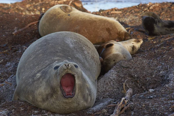 Słoń Morski Południowy Mirounga Leonina Plaży Porozrzucane Kelp Sea Lion — Zdjęcie stockowe
