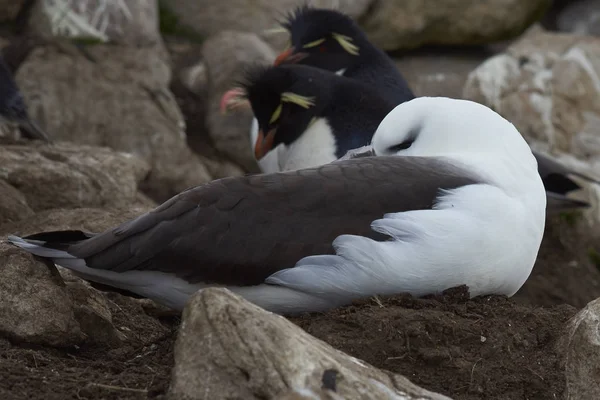 Albatros Cejas Negras Thalassarche Melanophrys Sentados Nido Los Acantilados Isla — Foto de Stock