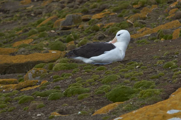 Albatros Cejas Negras Thalassarche Melanophrys Sentados Los Acantilados Isla Saunders —  Fotos de Stock
