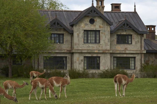 Guanaco Lama Guanicoe Grazing Front Stone Building Valle Chacabuco Northern — Stock Photo, Image