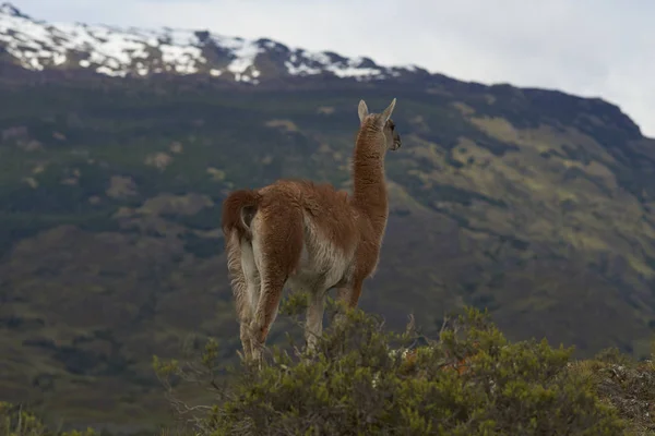 Guanaco Lama Guanicoe Pie Una Colina Valle Chacabuco Norte Patagonia — Foto de Stock