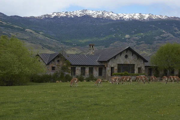 Guanako Otrzymanych Wypas Przed Kamienny Budynek Valle Chacabuco Północnej Patagonii — Zdjęcie stockowe