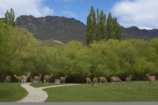 Grupp Alpacas Våtmark Laucas Nationalpark Norra Chile — Stockfoto