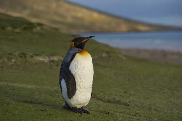 Pingüino Rey Aptenodytes Patagonicus Pie Ladera Cubierta Hierba Isla Saunders —  Fotos de Stock