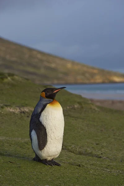Королівський Пінгвін Великі Пінгвіни Patagonicus Стоїть Траві Покриті Схилі Пагорба — стокове фото