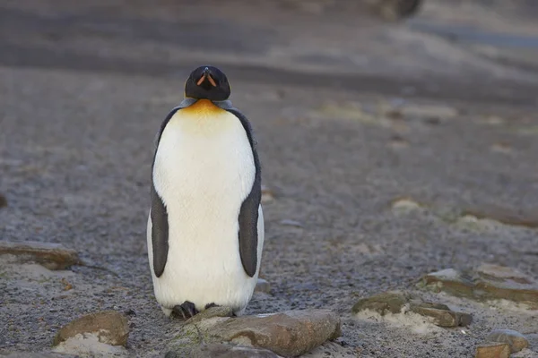 Penguin Aptenodytes Patagonicus Stojí Písečné Pláži Ostrově Saunders Falklandských Ostrovech — Stock fotografie