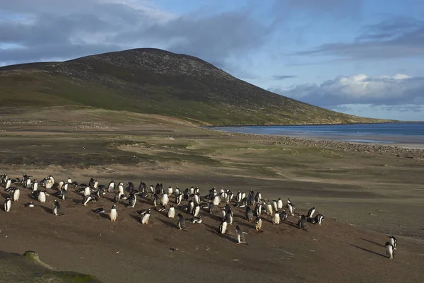 Gentoo Pinguïns Pygoscelis Papua Bij Hals Saunderseiland Falklandeilanden — Stockfoto