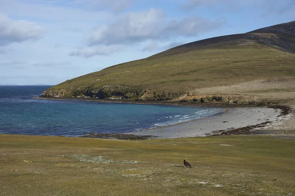 Krk Ostrově Saunders Falklandských Ostrovech Domov Pro Více Kolonie Gentoo — Stock fotografie