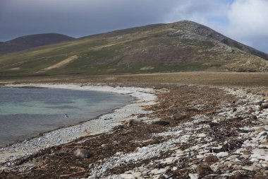 Güney Fil Foku (Mirounga leonina), Falkland Adaları 'ndaki Saunders Adası' ndaki Fil Noktası 'nda, yavruları olan dişi fok..