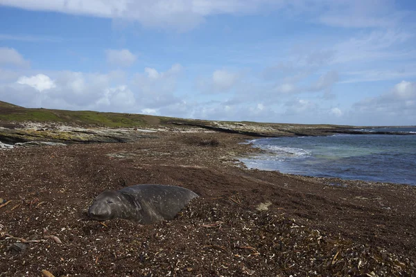 Male Southern Elephant Seal (Mirounga leonina) lying on a bed of kelp at Elephant Point on Saunders Island in the Falkland Islands.