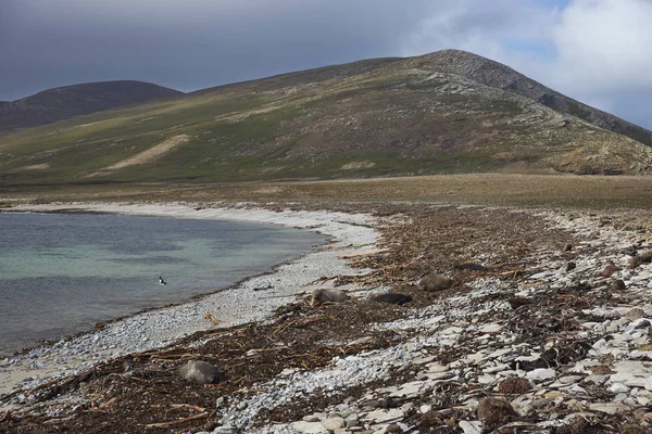 Groep Southern Elephant Seal Mirounga Leonina Vrouwtjes Met Pups Liggend — Stockfoto