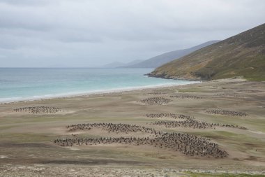 Falkland Adaları'nda Saunders adada boyun; Gentoo penguenleri (Pygoscelis papua) birden fazla kolonileri ve diğer yaban hayatı.