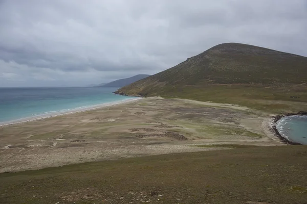 Der Hals Auf Der Insel Saunders Den Falklandinseln Heimat Mehrerer — Stockfoto