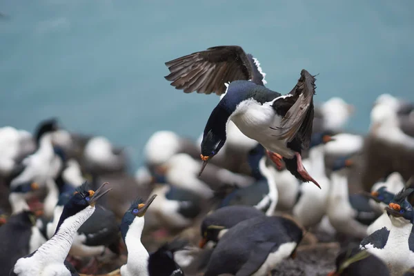 Αυτοκρατορική Shag Phalacrocorax Atriceps Albiventer Μεγάλη Αποικία Στο Νησί Bleaker — Φωτογραφία Αρχείου