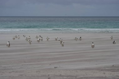 Gentoo penguenleri (Pygoscelis papua) boyun rüzgârlı bir kumlu plaj boyunca karaya Saunders Adası Falkland Adaları'nda geliyor.