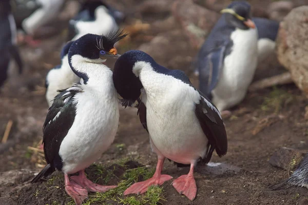 Ζευγάρι Imperial Shag Phalacrocorax Atriceps Albivender Που Συμμετέχει Μια Τελετή — Φωτογραφία Αρχείου