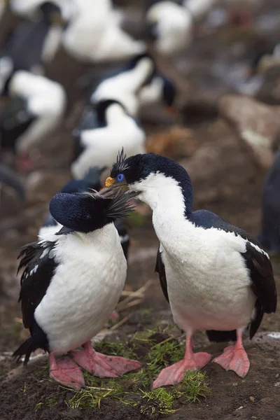 Ζευγάρι Imperial Shag Phalacrocorax Atriceps Albivender Που Συμμετέχει Μια Τελετή — Φωτογραφία Αρχείου