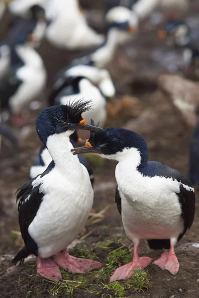 Ζευγάρι Imperial Shag Phalacrocorax Atriceps Albivender Που Συμμετέχει Μια Τελετή — Φωτογραφία Αρχείου