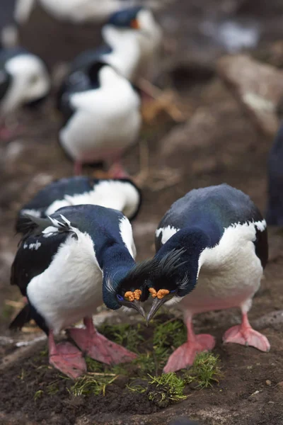 Pareja Imperial Shag Phalacrocorax Atriceps Albiventer Dedicada Ritual Cortejo Los — Foto de Stock