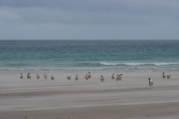 Gentoo Penguins Pygoscelis Papua Coming Ashore Windswept Sandy Beach Neck — Stock Photo, Image