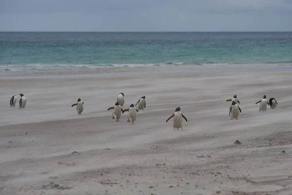Gentoo Penguins Pygoscelis Papua Desembarcando Través Una Playa Arena Barrida —  Fotos de Stock