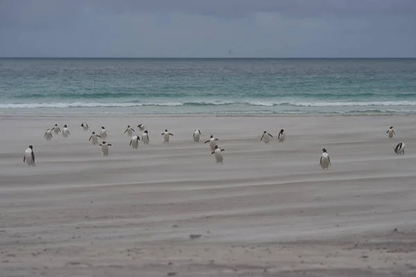 Pingwiny Białobrewe Pygoscelis Papua Napotykając Lądzie Smagane Wiatrem Piaszczystej Plaży — Zdjęcie stockowe