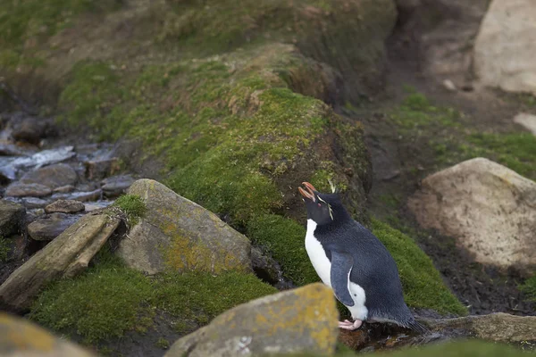 Rockhopper Penguin Eudyptes Chrysocome Pijący Strumienia Klifach Nad Szyją Wyspie — Zdjęcie stockowe