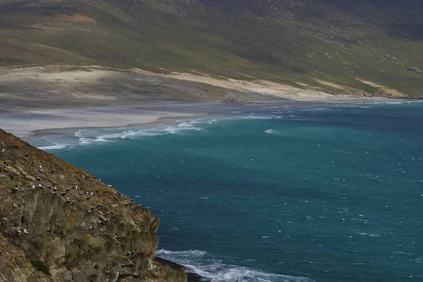 Schwarzbrauen Albatrosskolonie Thalassarche Melanophrys Den Klippen Der Insel Saunders Auf — Stockfoto