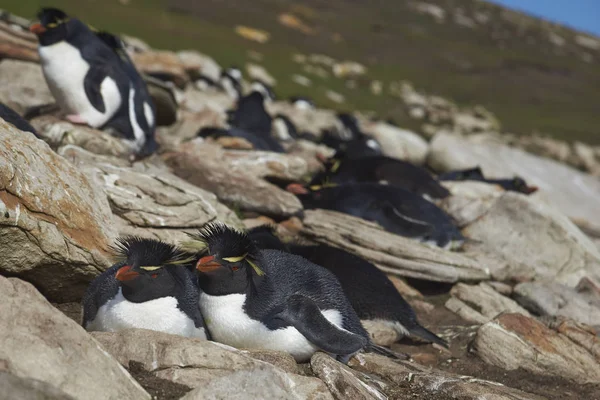 Pari Rockhopper Penguins Eudyptes Chrysocome Kallioiden Yläpuolella Neck Saunders Island — kuvapankkivalokuva
