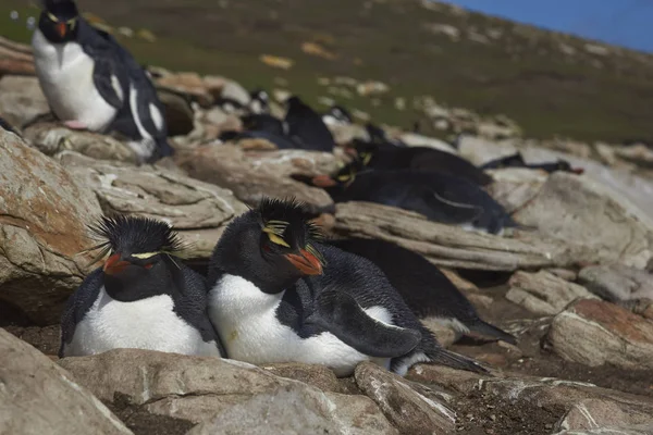 Pair Rockhopper Penguins Eudyptes Chrysocome Cliffs Neck Saunders Island Falkland — Stock Photo, Image