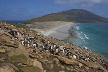 Colony of Rockhopper Penguins (Eudyptes chrysocome) on the cliffs above The Neck on Saunders Island in the Falkland Islands clipart