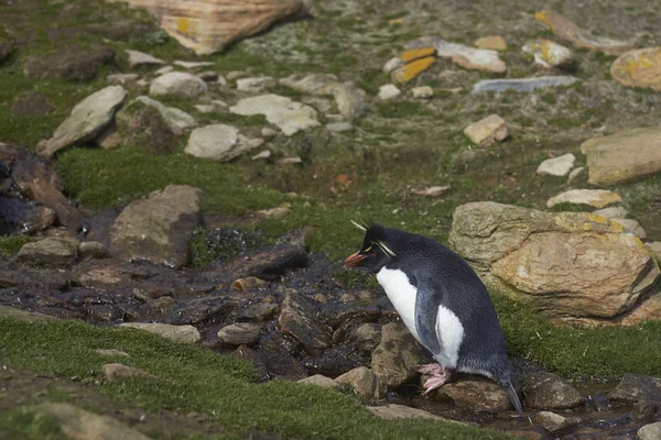 Rockhopper Penguin Eudyptes Chrysocome Pijący Strumienia Klifach Nad Szyją Wyspie — Zdjęcie stockowe