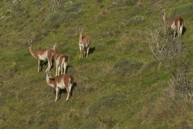 Valle Chacabuco, Kuzey Patagonia, Şili bir yamaca çok (Lama guanicoe) otlatma grup.