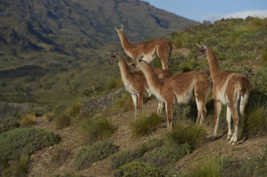 Valle Chacabuco, Kuzey Patagonia, Şili bir yamaca çok (Lama guanicoe) otlatma grup.
