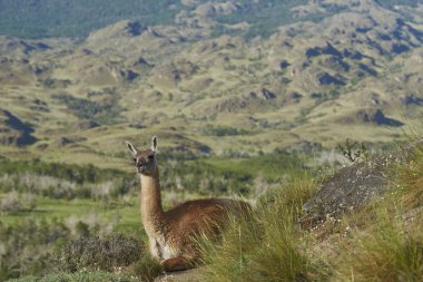 Valle Chacabuco, Kuzey Patagonia, Şili bir yamaca çok (Lama guanicoe).
