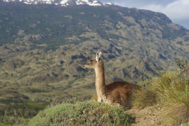 Valle Chacabuco, Kuzey Patagonia, Şili bir yamaca çok (Lama guanicoe).