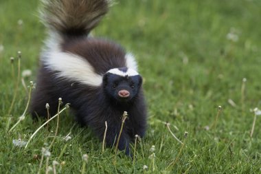 Valle Chacabuco, Patagonia, Şili yemek arama Humboldt'un kokarca (Conepatus humboldti) domuz burunlu