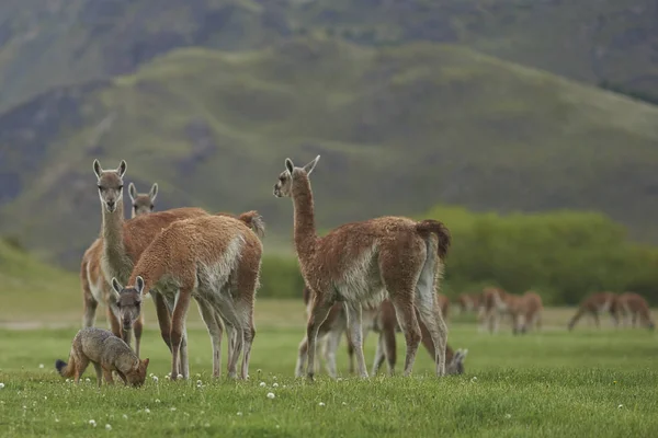 그레이 Lycalopex Griseus Guanaco Guanicoe Chacabuco 칠레에서에서의 음식에 — 스톡 사진