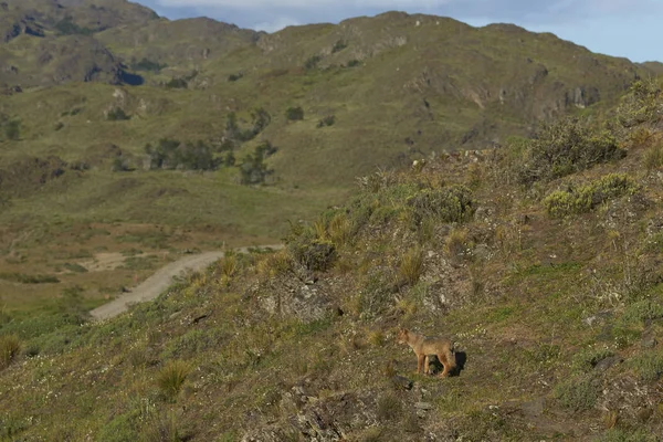 Jihoamerické Grey Fox Pes Griseus Slunném Svahu Valle Chacabuco Severní — Stock fotografie