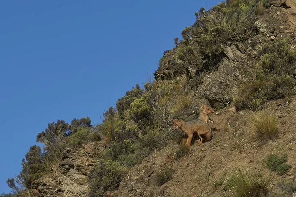 Chacabuco 칠레에에서 햇볕이 언덕에 그레이 Lycalopex Griseus — 스톡 사진
