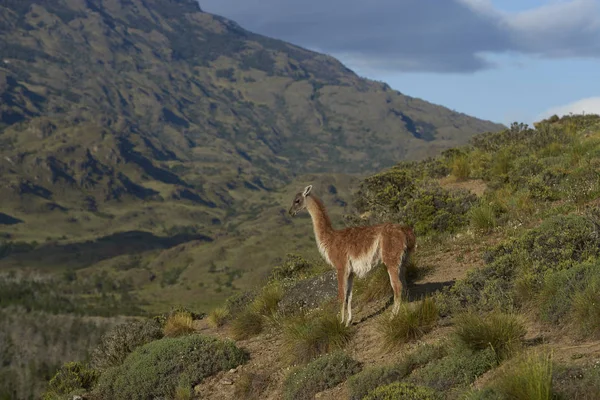 グアナコ Guanicoe チャカブコ パタゴニア チリ北部の丘の上に立っています — ストック写真
